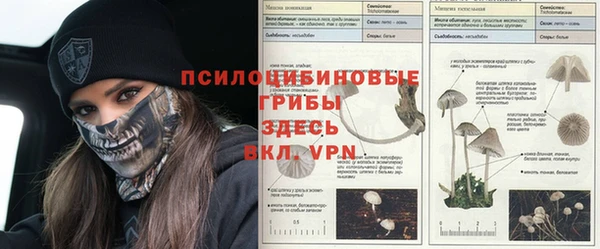 ПСИЛОЦИБИНОВЫЕ ГРИБЫ Горно-Алтайск